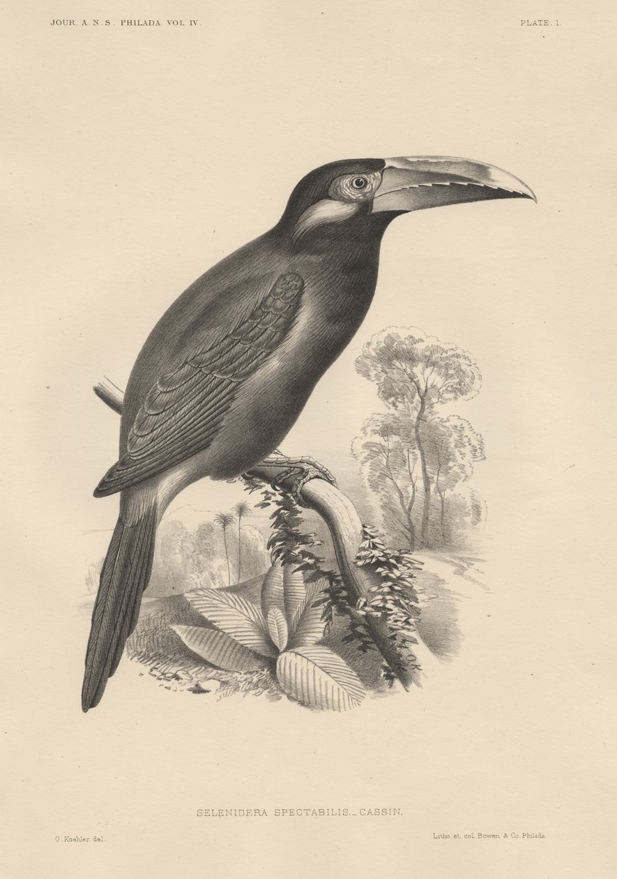 Selenidera Spectabilis、Bowen and Co.によるlitho、1850 作： オットー・ケーラー