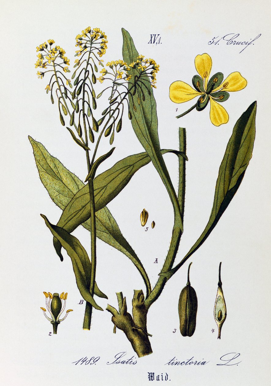 Woad または Glastum (Isatis tinctoria) の葉、果実、花、Otto Wilhelm Thome (1840-1925) 作 Flora von Deutschland、Osterreich und der Schweiz (ドイツ、オーストリア、スイスの植物相) 作： オットーウィルヘルムトーマス