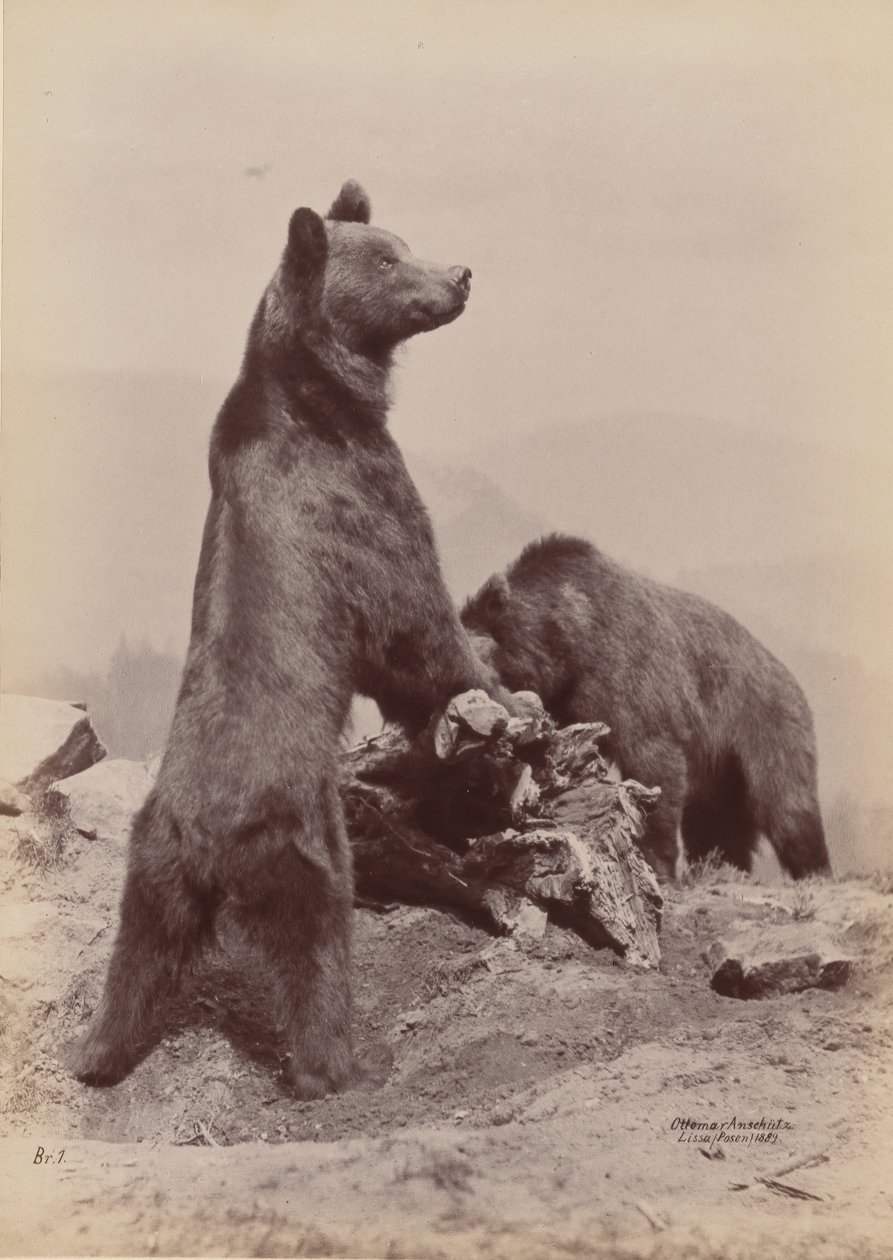 [Two Bears], 1889.    1208932   ja       japanese Successfully Translated  Original: The meeting of Diogenes of Sinope and Alexander the Great, 1784. Translat: The meeting of Diogenes of Sinope and Alexander the Great, 1784. 1159629 ja japanese Successfull 作： オットマール・アンシュッツ
