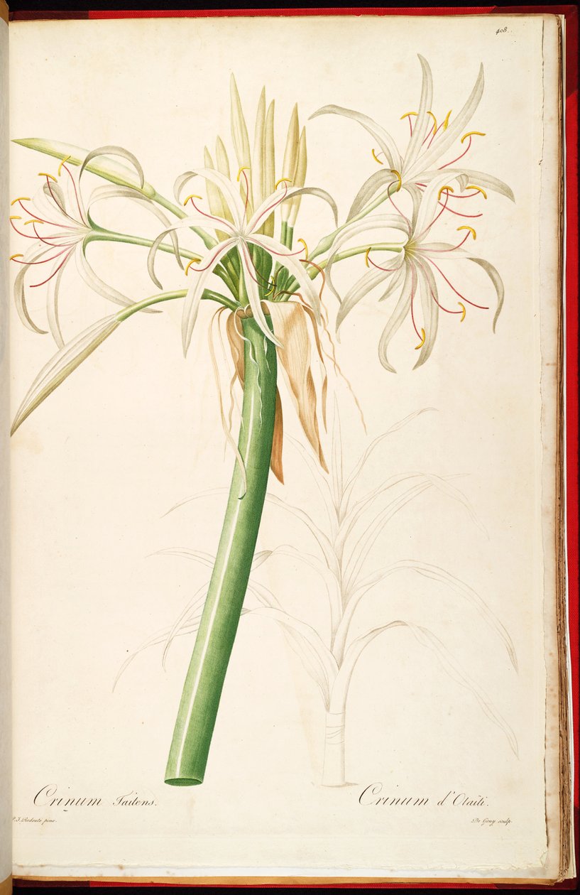 Crinum ssp。コット 作： ピエール・ジョゼフ・ルドゥーテ