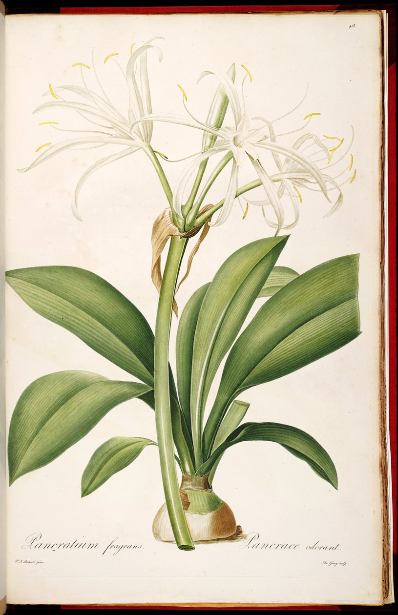 Hymenocallis fragrans 作： ピエール・ジョゼフ・ルドゥーテ