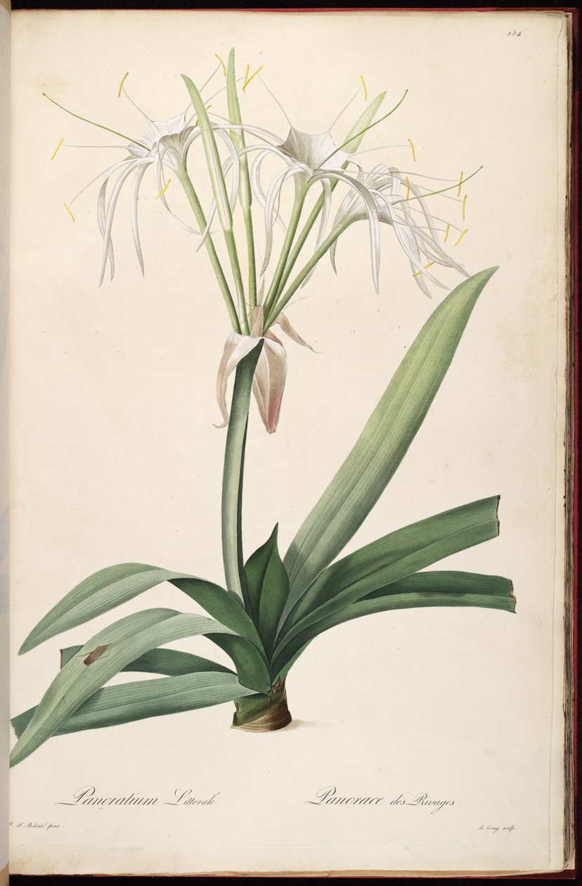 Hymenocallis littoralis 作： ピエール・ジョゼフ・ルドゥーテ