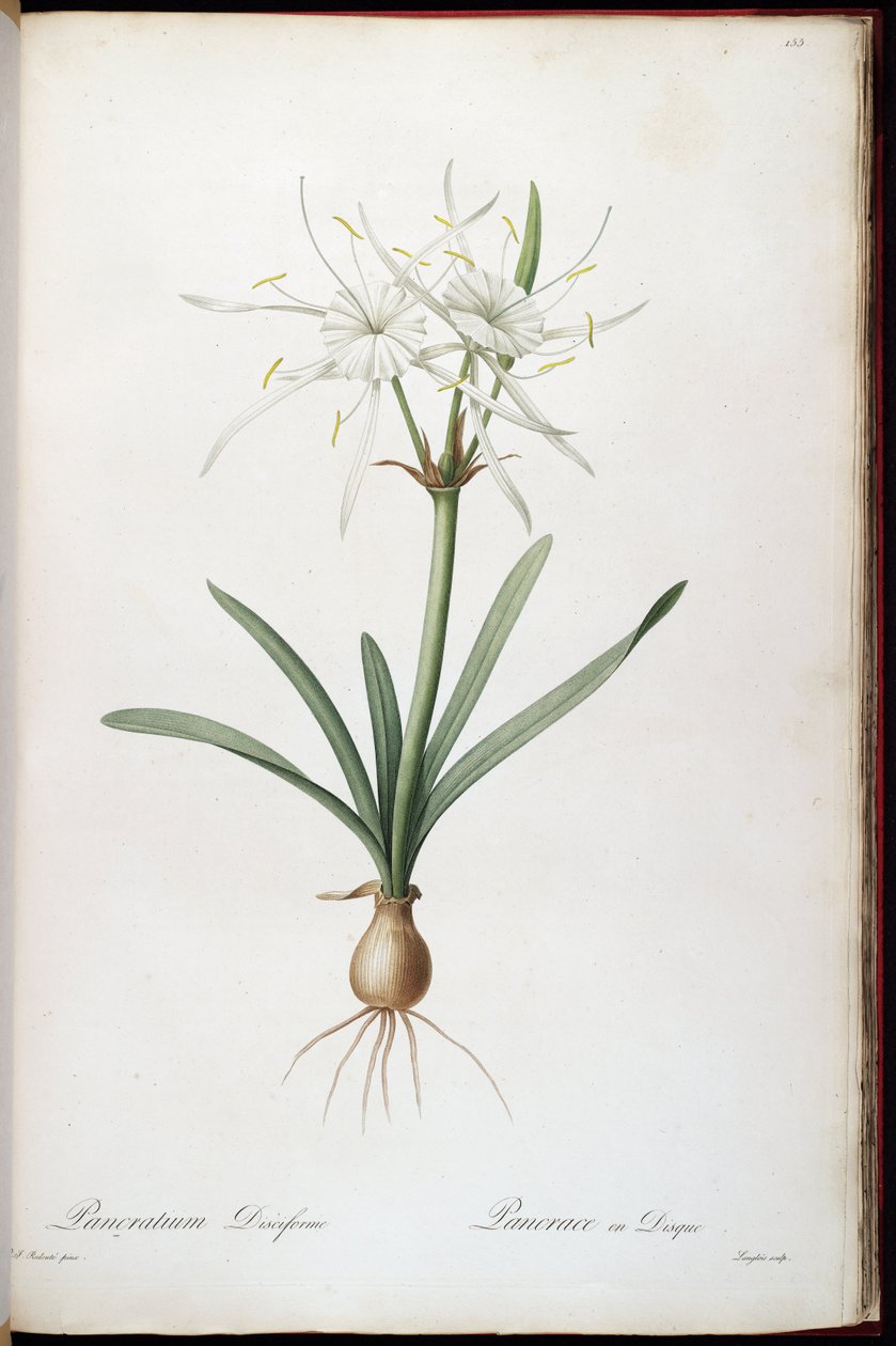 Hymenocallis rotata 作： ピエール・ジョゼフ・ルドゥーテ