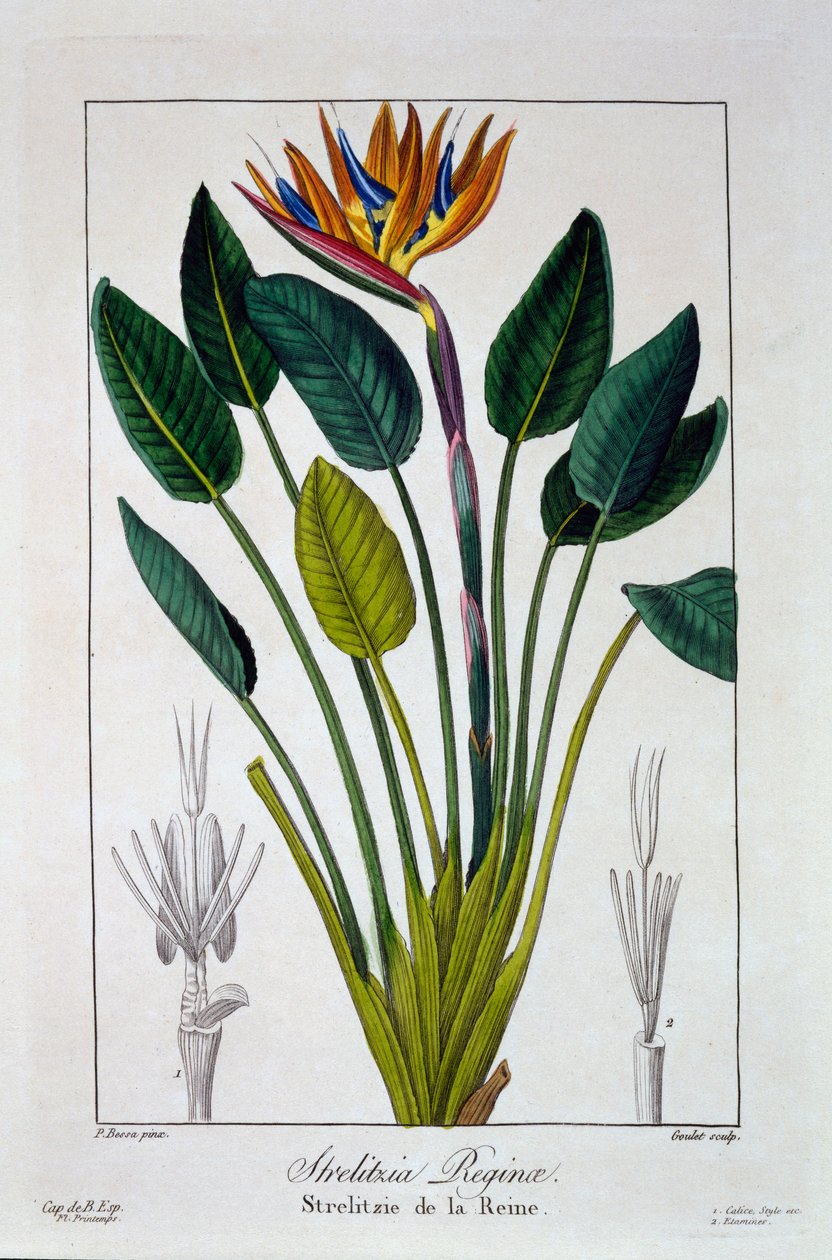 極楽鳥や鶴の花、パブ。 1836年。 作： パナクレベッサ