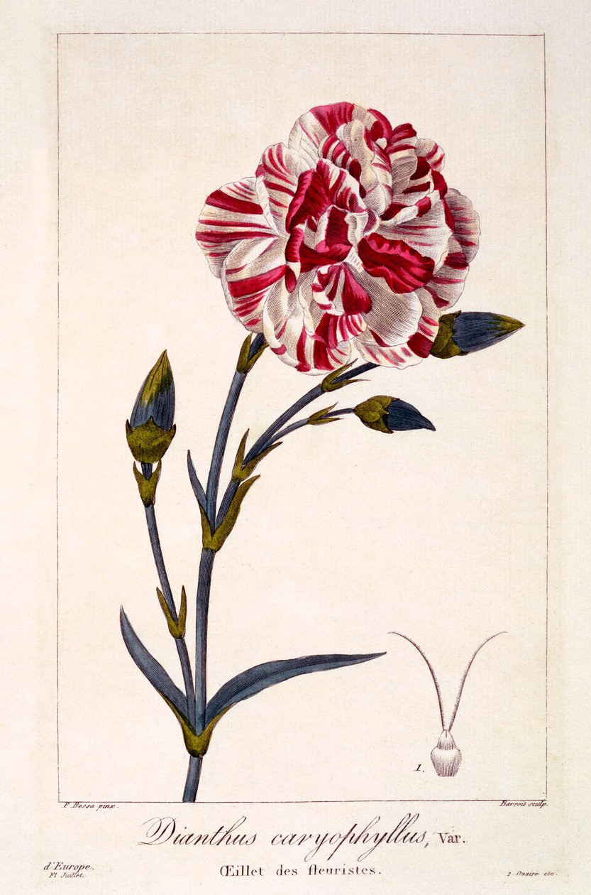 Dianthus caryophyllus、パブ。 1836年。 作： パナクレベッサ