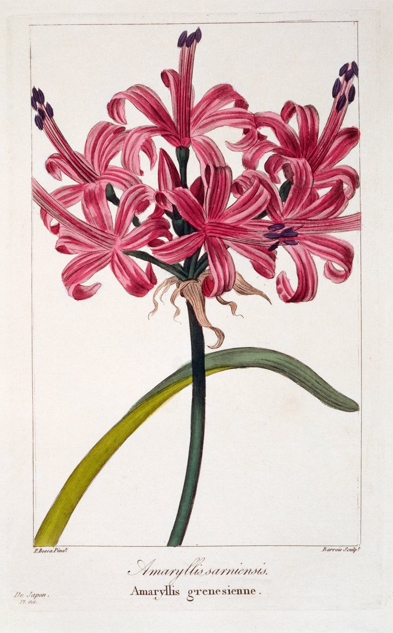 アマリリスサルニエンシス、1836年（手描きの彫刻） 作： パンクレース・ベッサ