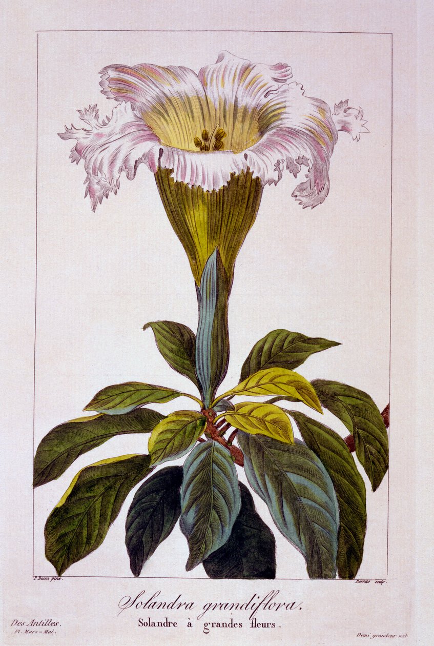 チャリス・ヴァイン、1836年（手描きの彫刻） 作： パンクレース・ベッサ