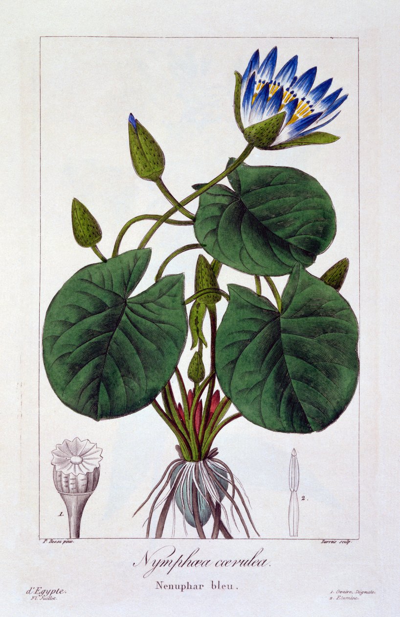 Nymphaea caerulea、1836（手塗りの彫刻） 作： パンクレース・ベッサ