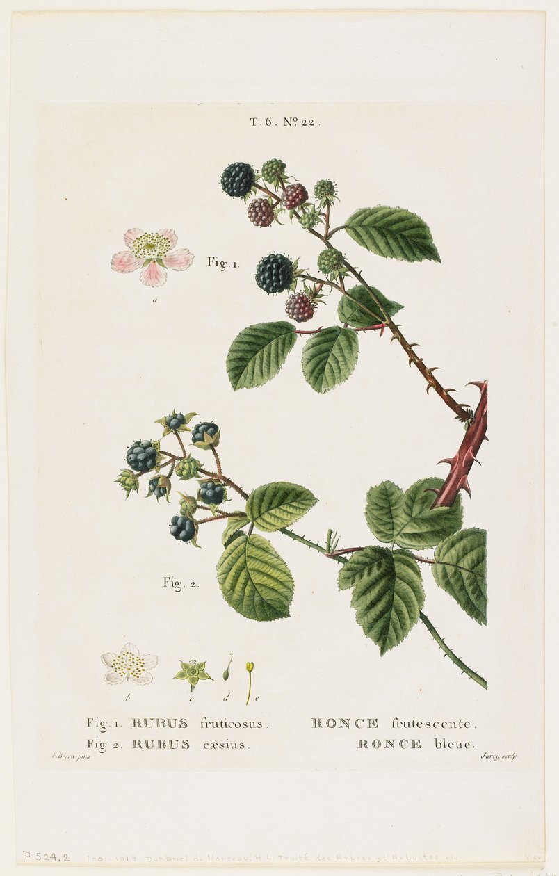 フルーセントブランブル。ロンスブルー、Traites des Arbres et Fruitiers、1801-19（点描彫刻） 作： パンクレース・ベッサ