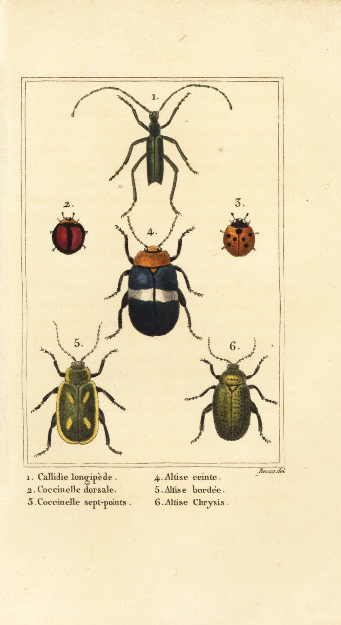 Callidium longipes 1、テントウムシ、Jauravia dorsalis 2、Coccinella septempunctata 3、ノミハムシ、Altica cincta 4、Altica emarginata 5、Altica chrysis 6 作： パンクラチオン（後）ベッサ