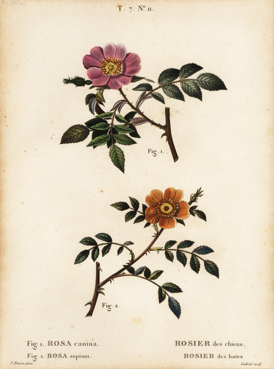 ドッグローズ、Rosa canina、Rosier des chiens 1、小葉のスイートブライアー、Rosa sepium、Rosa agrestis、Rosier des haies 2。 作： パンクラチオン（後）ベッサ
