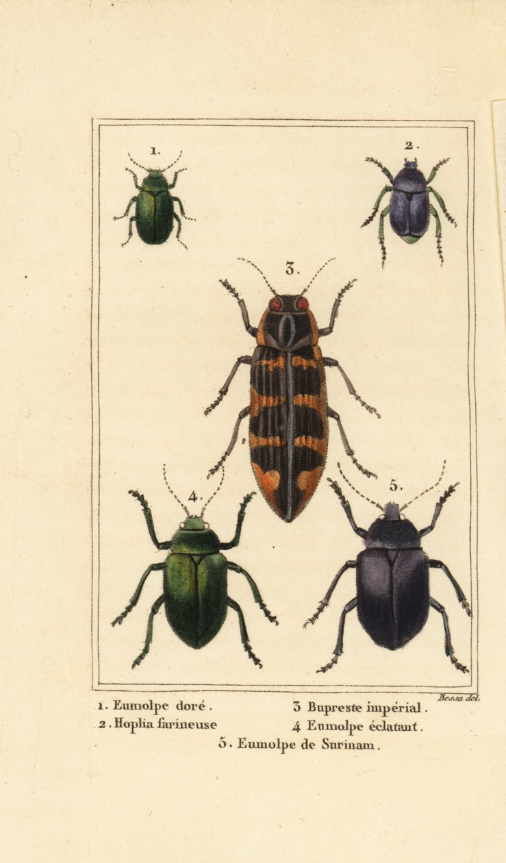 ドッグベインのカブトムシ、Chrysochus auratus 1、Hoplia argentea 2、バンクシアの宝石カブトムシ、Cyrioides imperialis 3、Eumolpus fulgidus 4、Eumolpus surinamensis 5 作： パンクラチオン（後）ベッサ