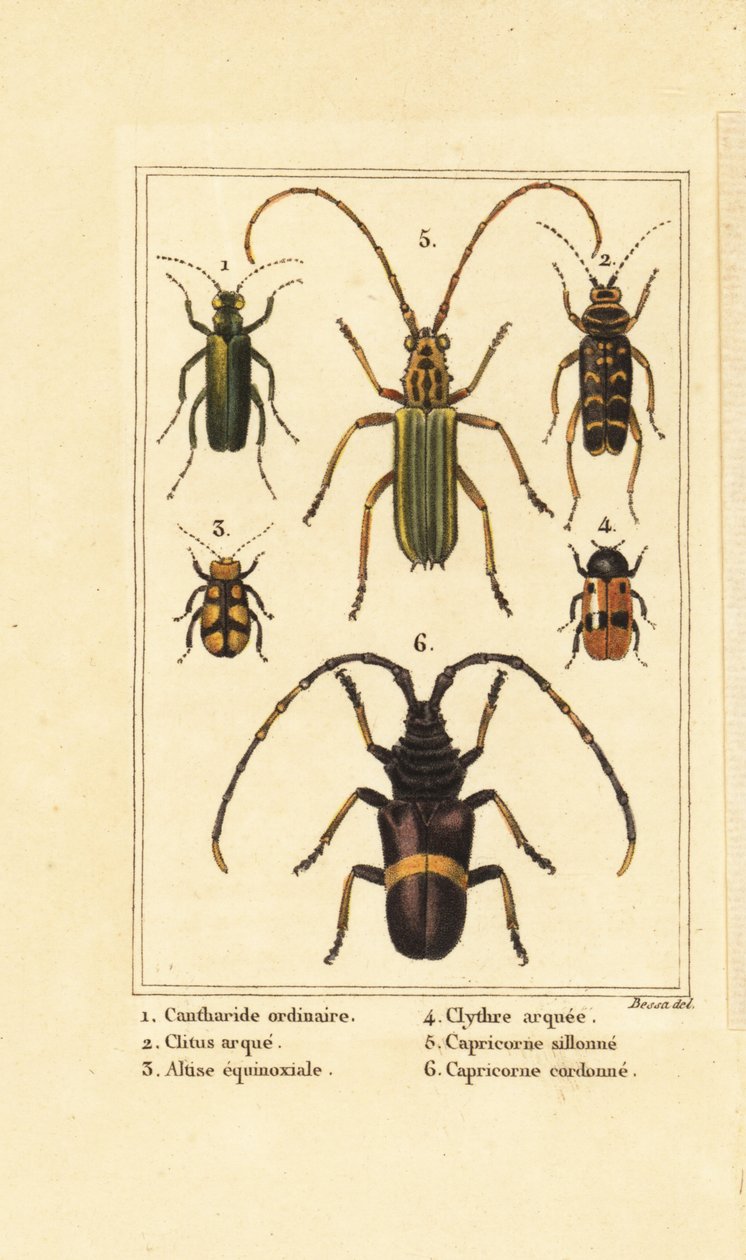 スペインのハエ取り虫、Lytta vesicatoria 1、ハチマキ虫、Clytus arietis 2、Altica equinoctialis 3、Clytra quadripunctata 4、カミキリムシ、Chlorida festiva 5、Trachyderes succinctus 6 作： パンクラチオン（後）ベッサ