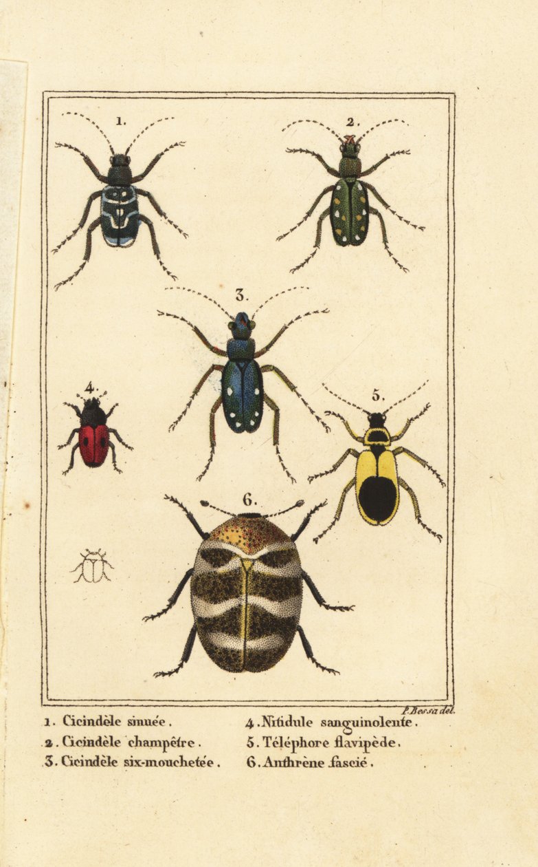 タイガービートル、Cicindela sinuata 1、Cicindela campestris 2、Cicindela sexguttata 3、Nitidula sanguinolenta 4、varied carpet beetle、Telephore flavipede 5、Anthrenus verbasci 6 作： パンクラチオン（後）ベッサ