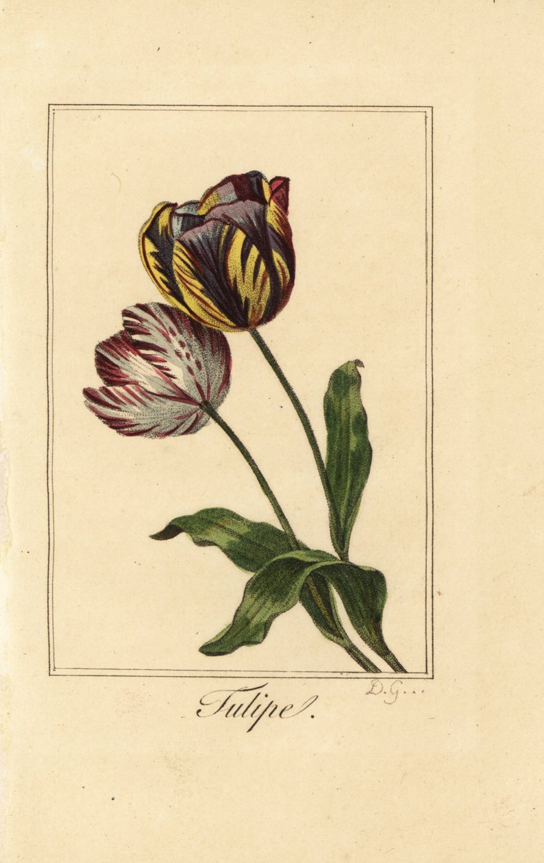 チューリップの品種、チューリッペ、Tulipa gesneriana 作： パンクラチオン（後）ベッサ