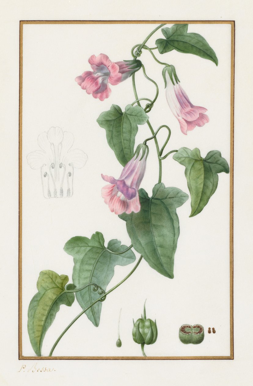 植物：Maurándiasemperflorens、1836。 作： パンクレース・ベッサ