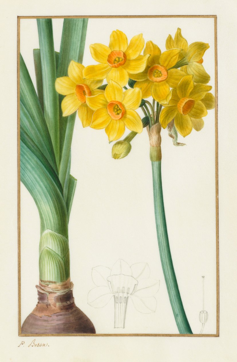 PolyanthusまたはCluster Narcissus Botanical：Narcissus tazetta、1836。 作： パンクレース・ベッサ