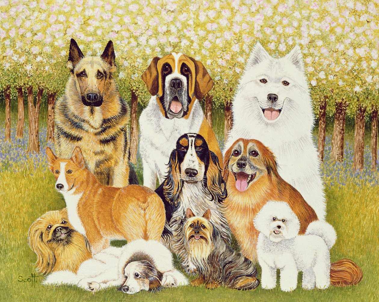 5月の犬 作： パット・スコット