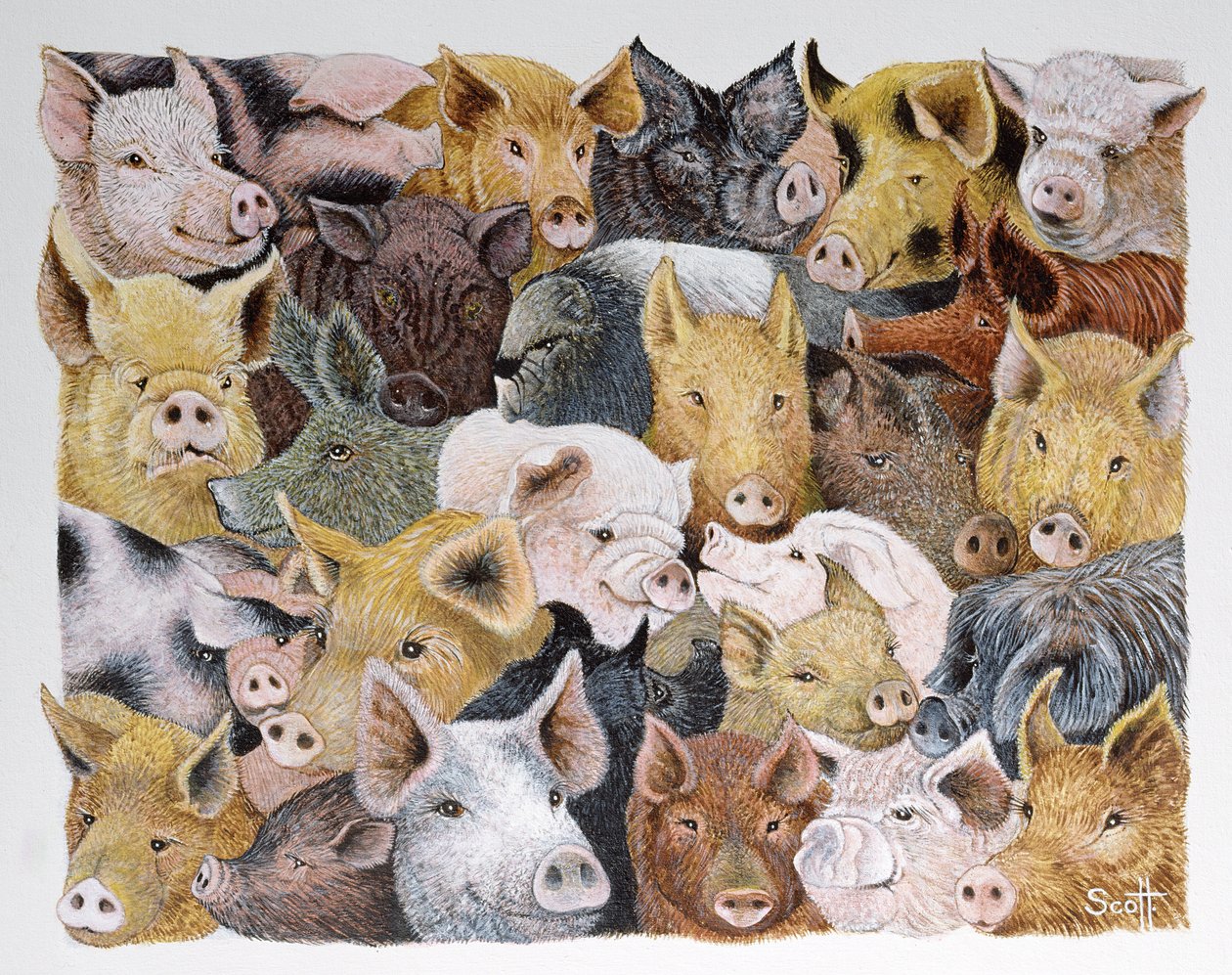 Pigs Galore（アクリル、キャラコ） 作： パット・スコット