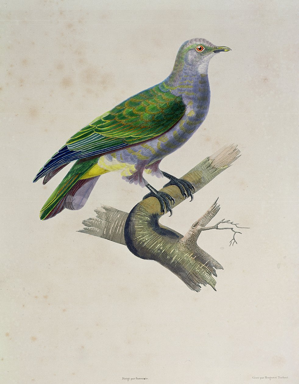 鳩、「フリゲート金星の世界一周航海、1836-39」、1841年、ムジョーとテボーによって彫刻 作： ポール・ルイス・オウダート