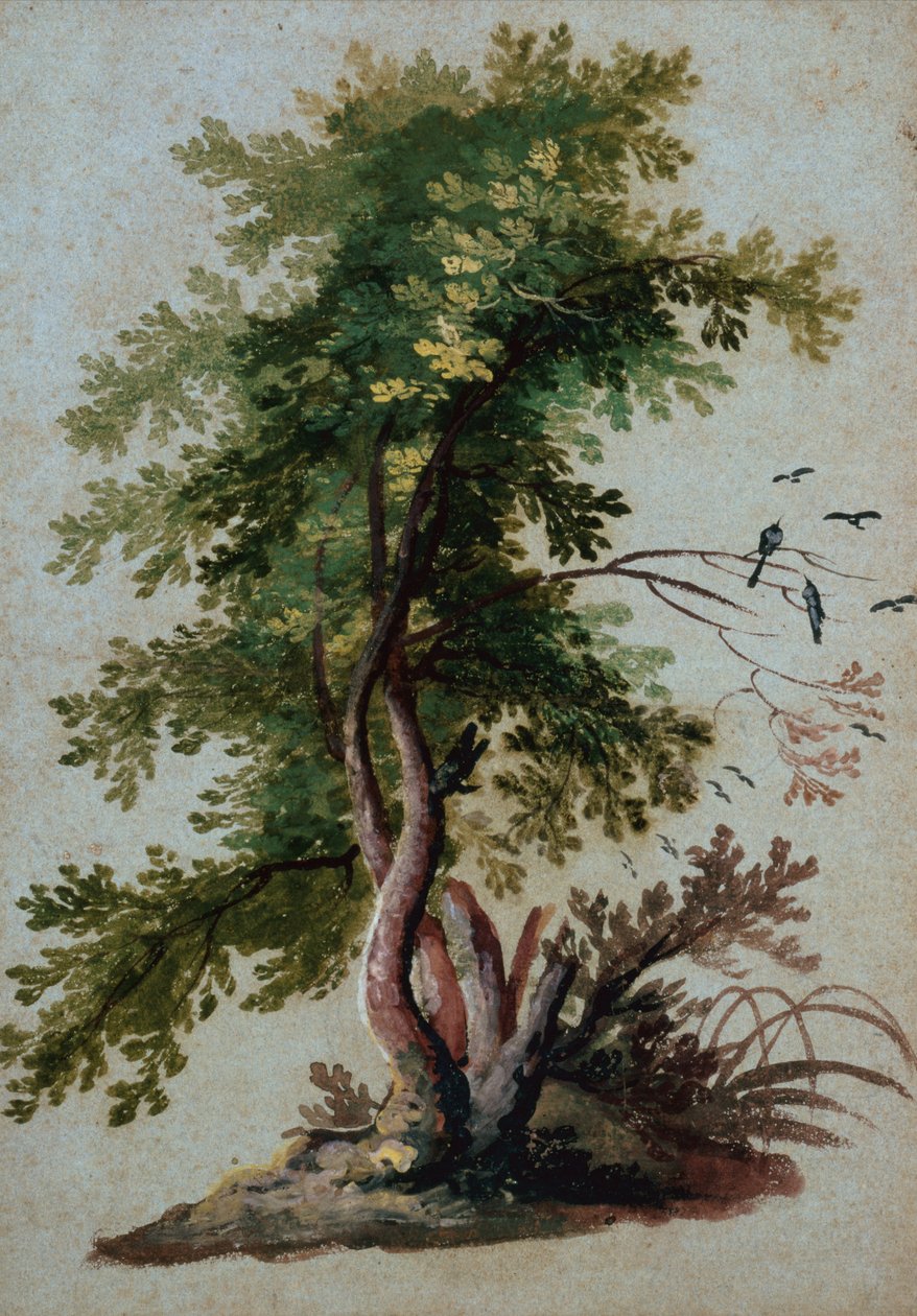 枝に2羽の鳥がとまる木（紙に鉛筆） 作： ポール・ブリルまたはブリル