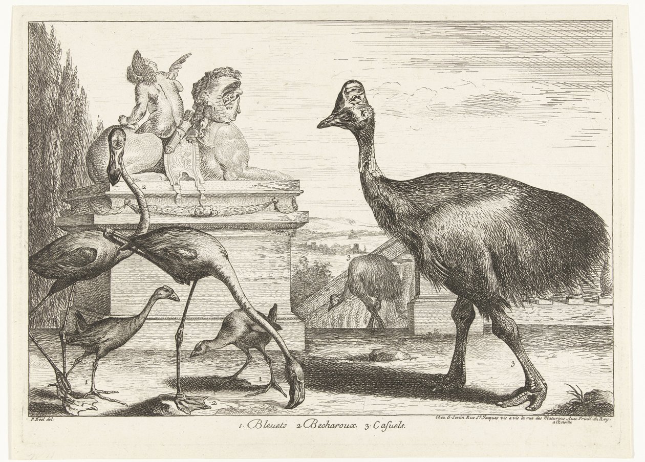 ヒクイドリ、紫オオバン、フラミンゴ 1. Bleuets 2 Becharoux 3. Casuels (オブジェクトのタイトル) ベルサイユ動物園の鳥 (シリーズ名) 作： ピーター・ボエル (帰属)