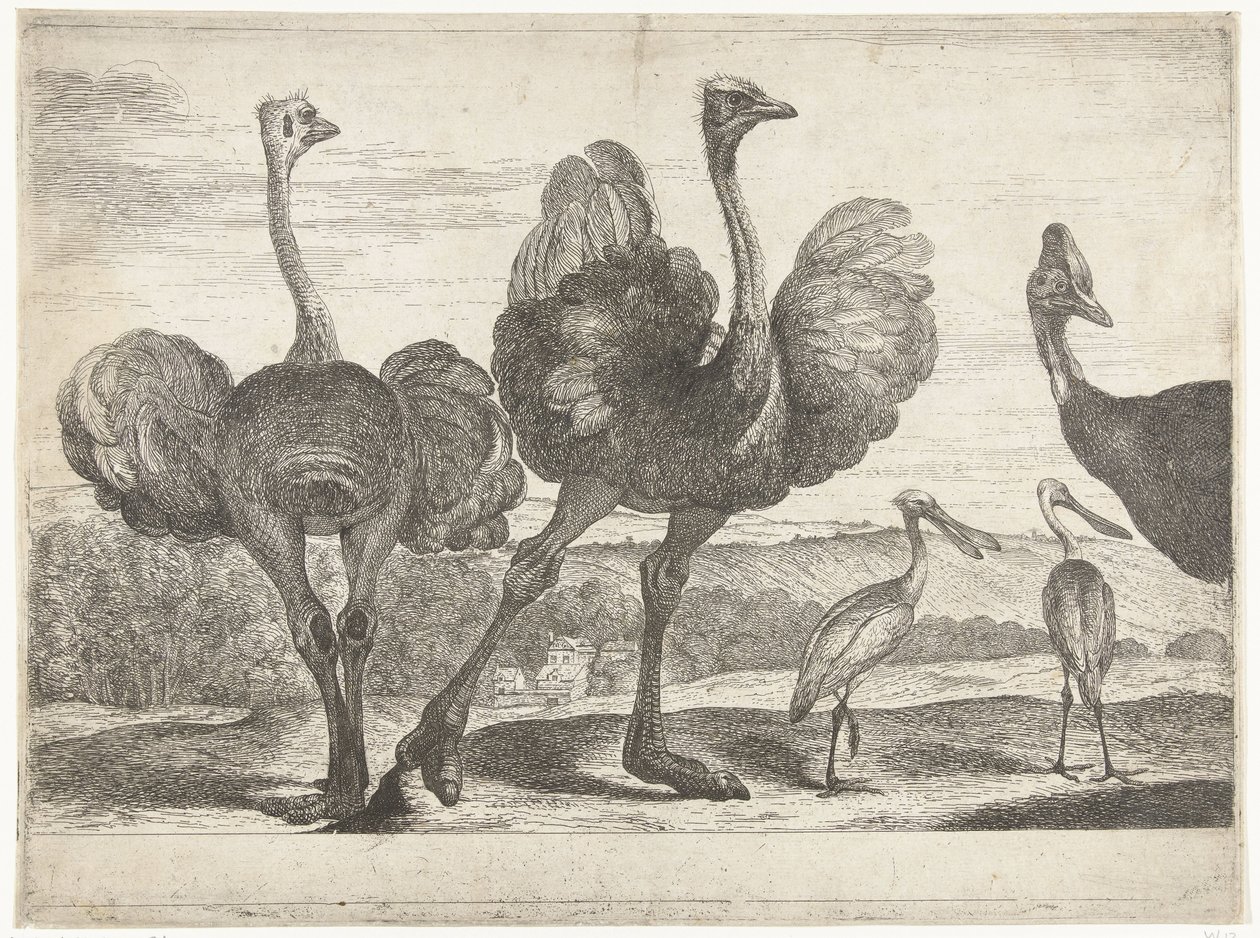 ダチョウ、ヒクイドリ、ヘラサギ ベルサイユ動物園の鳥 (シリーズ名) 作： ピーター・ボエル (帰属)