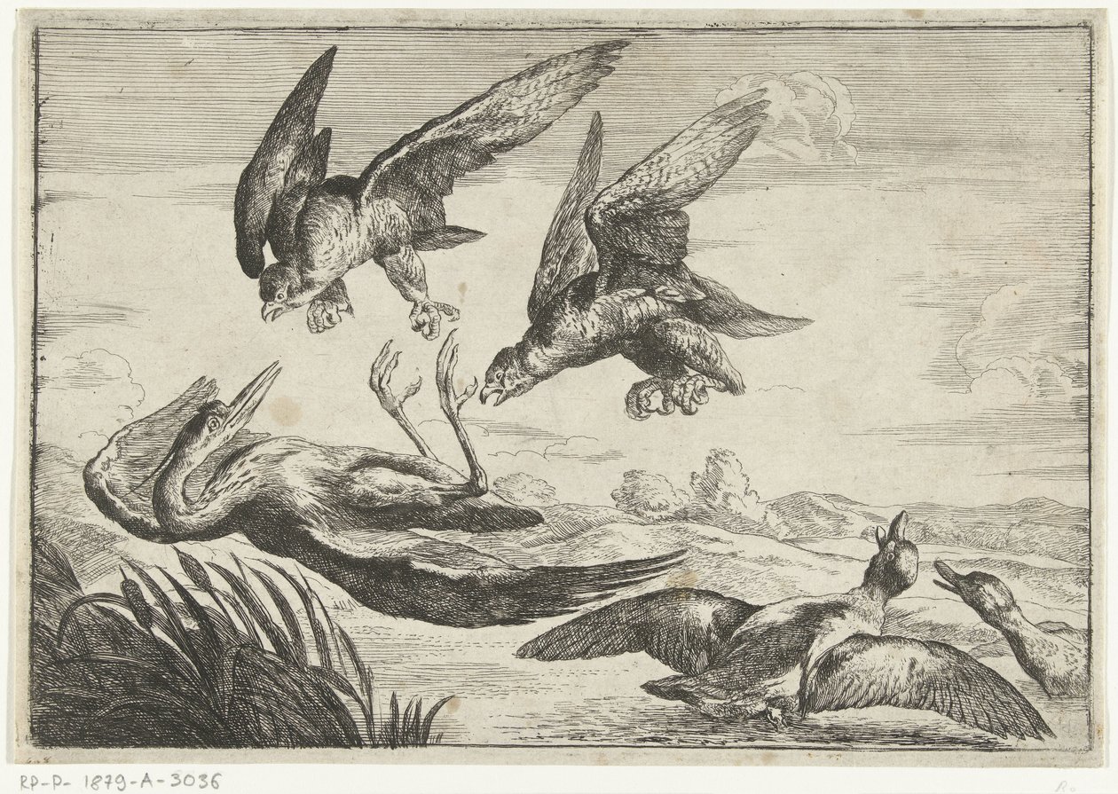 2羽のハヤブサがサギを攻撃 Diversi uccelli (シリーズタイトル) 作： ピーター・ボエル