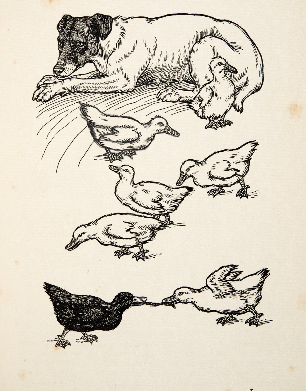 動物の百の逸話、パブからの単数の里親母。 1924 作： パーシー・J・ビリングスハースト