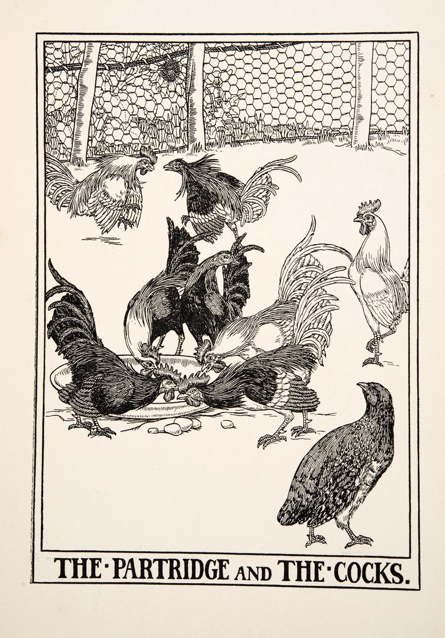 パートリッジとコック、イソップの百寓話、pub.1903から 作： パーシー・J・ビリングスハースト