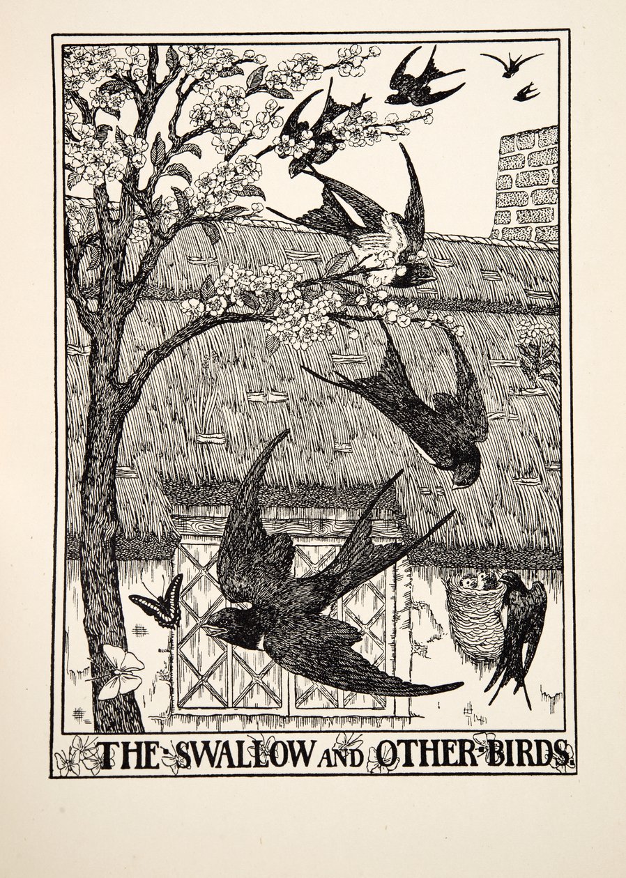 ツバメと他の鳥、イソップの百寓話、pub.1903 作： パーシー・J・ビリングスハースト