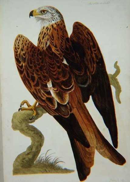カイト（Milvus milvus）またはグリード、ピーター・マゼール（fl.1761-97）が彫った「英国動物学、第二類：鳥類」のプレート 1766年（エングレーヴィング 作： ピーター（後）パイロウ