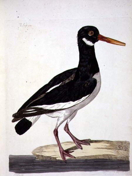 Peter Mazell（fl.1761-97）が彫った「The British Zoology, Class II: Birds」のシーパイまたはミヤコドリ（Haematopus ostralegus）のプレート 1766（エングレーヴィング） 作： ピーター（後）パイロウ