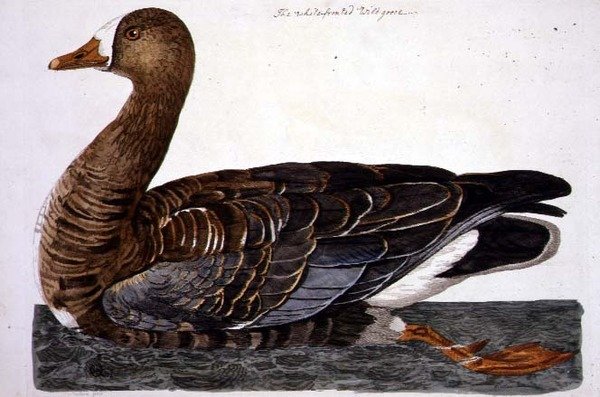 Peter Mazell（fl.1761-97）による「The British Zoology, Class II: Birds」に掲載されている白いガチョウ（Anser albifrons）のプレート 1766年（エングレーヴィング 作： ピーター（後）パイロウ