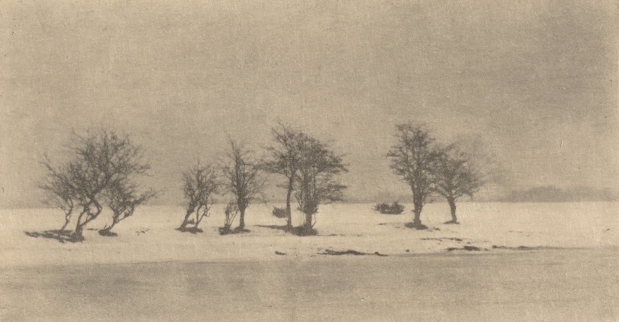 木の枝」1890年頃、1895年頃に印刷されたもの。 作： ピーター・ヘンリー・エマーソン