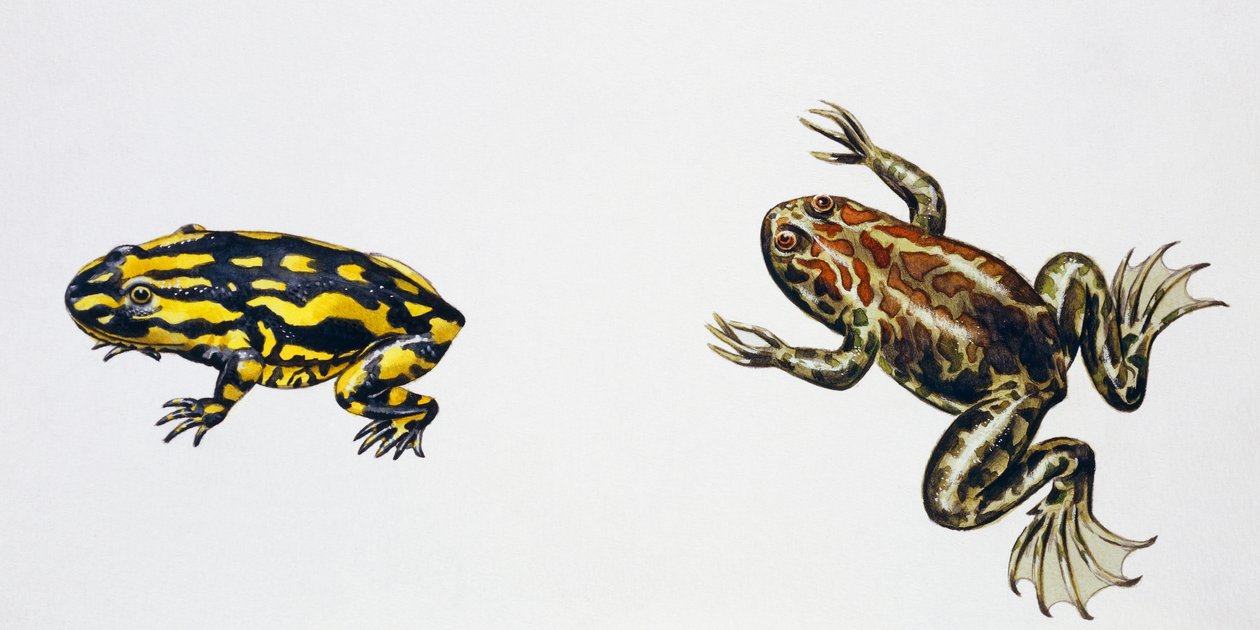Triadobatrachus massinotiとPalaeobatrachus sp、アートワーク：Peter Ross
写真 作： ピーター・ロス