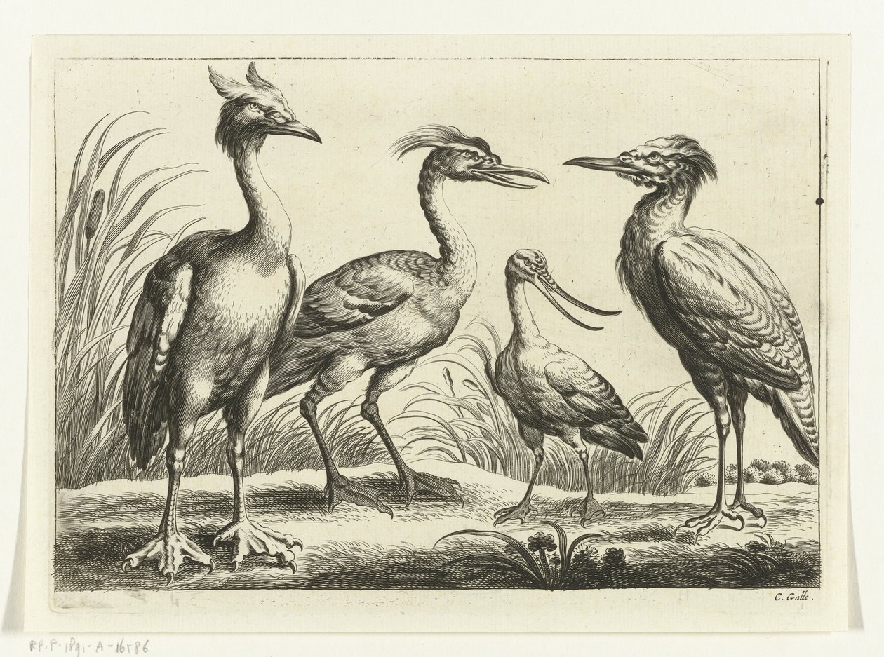 4 つのウェーダー Diversarum avium 種 (シリーズ タイトル) 別の鳥（シリーズタイトル） 作： ピーター・ヴァン・リースベッテン