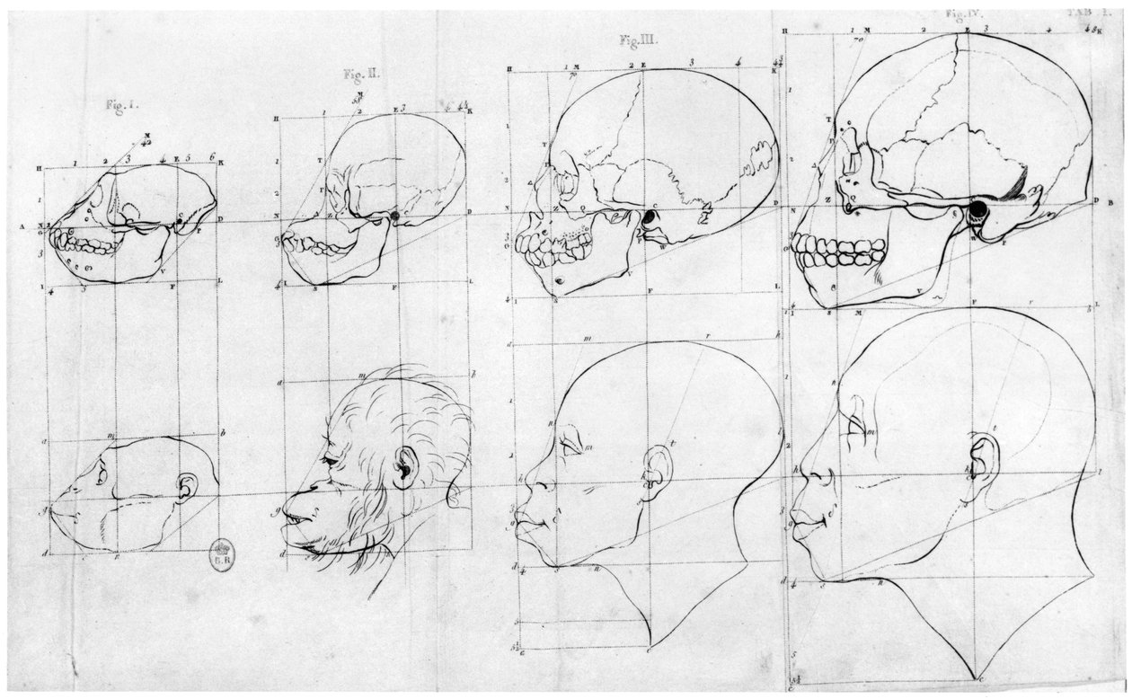 サルからアポロへの移行、「人相を特徴付ける自然品種に関する論文」のイラスト、シェH.ヤンセン、パリ、1791年発行 作： ピーター・キャンパー