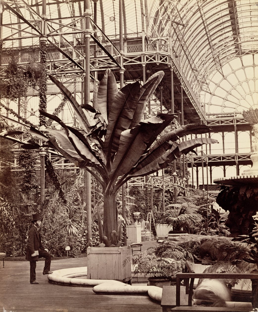 エジプト宮殿の熱帯植物、クリスタルパレス、シデナム、1854年 作： フィリップ・ヘンリー・デラモット