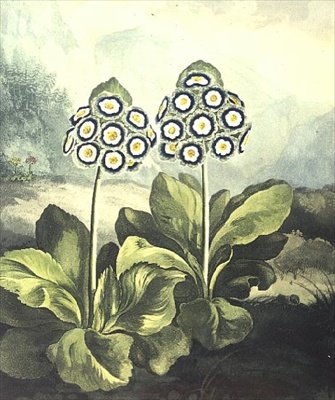 サクラソウ。サザランドが刻印したPrimula auricula（Robert Thorntonの "Temple of Flora "1807より 作： フィリップ（後）レイナグル