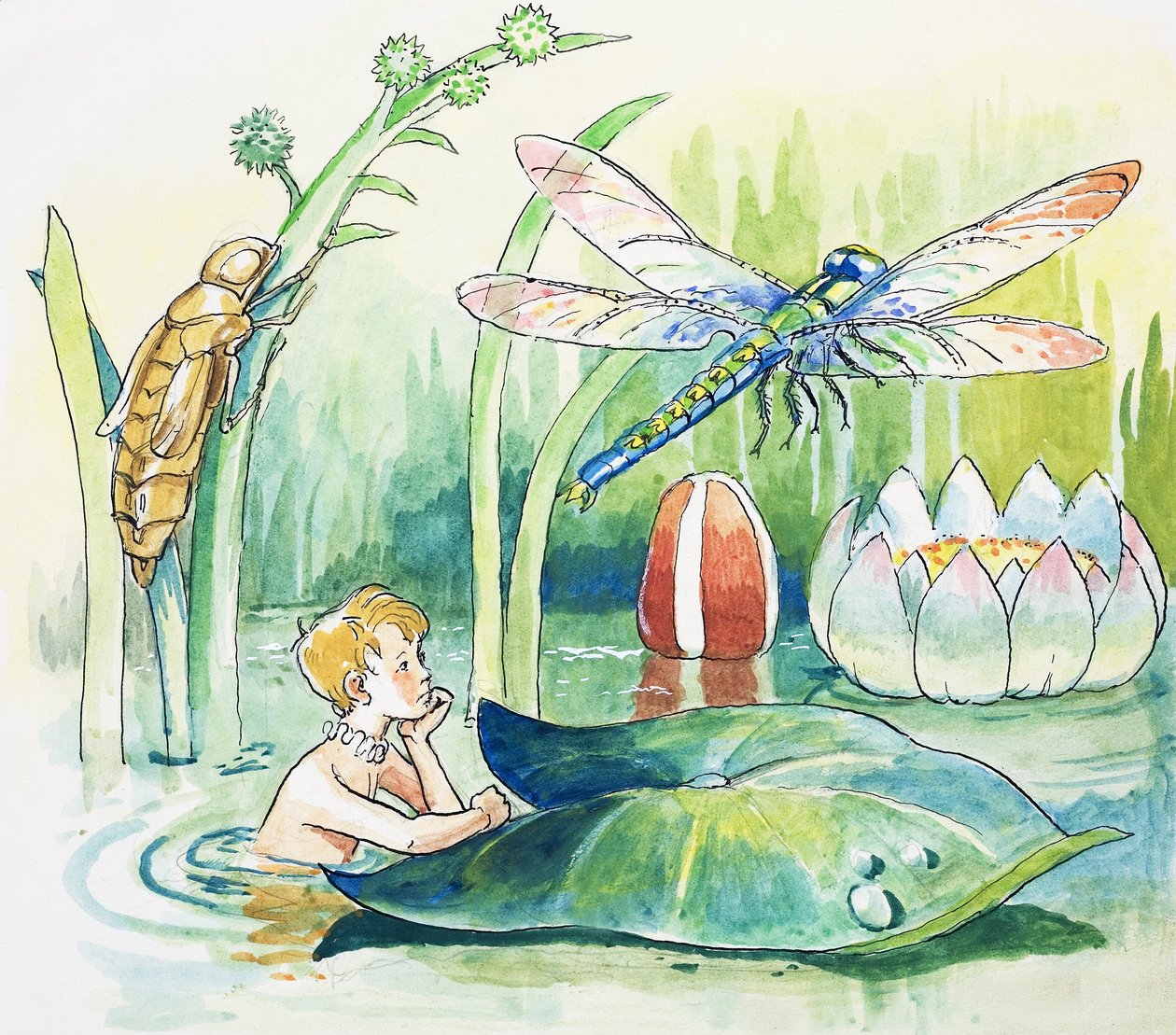 トンボ、チャールズ・キングズレー著「The Water Babies」より挿絵 作： フィリップ・メンドーサ
