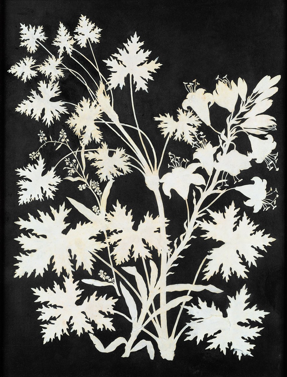 シルエットの花 作： フィリップオットールンジ
