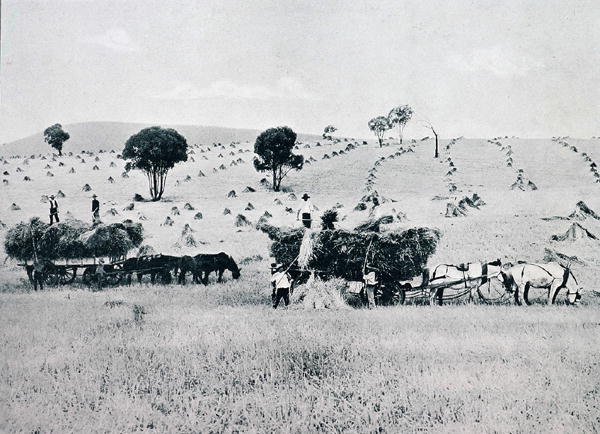 ニュー・サウス・ウェールズ州の収穫風景（1900年頃）「Under the Southern Cross - Glimpses of Australia（南十字星の下で-オーストラリアを垣間見る）」（メルボルンの外務省発行）より 作： 写真家オーストラリア人