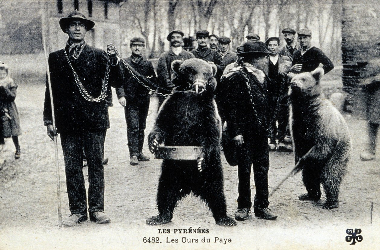 ピレネー山脈の熊のショー、1900年頃（モノクロ写真） 作： 写真家フランス人