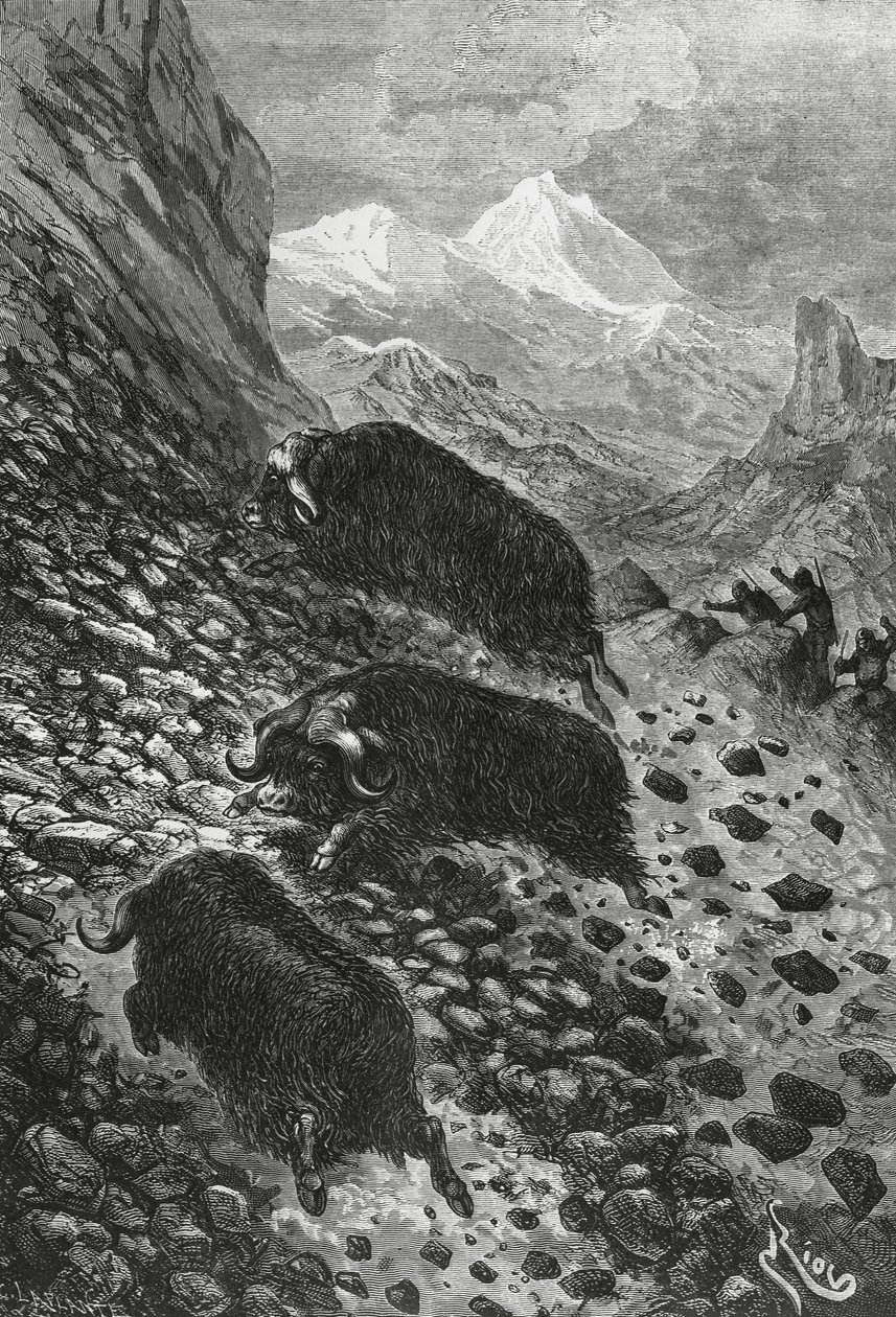 エドワード・リウ（1833-1900）の木版画「麝香の牛」。 作： ブレーズ・ニコラ・ル・スール