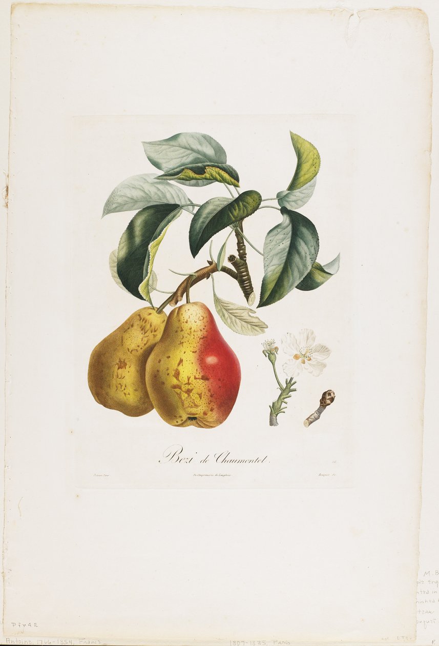 Bezi de Chaumontel（Pears）、Traite des Arbres Fruitiers、1807-35（手彩色のスティプル彫刻） 作： ピエール・アントワーヌ・ポワトー