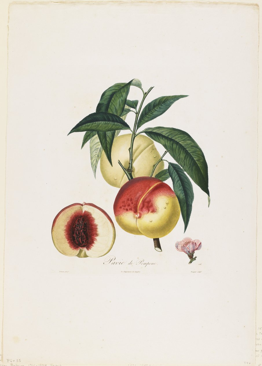 ポンピアのパヴィア。 （桃）、Traite des Arbres Fruitiers、1807-35（手彩色のスティプル彫刻） 作： ピエール・アントワーヌ・ポワトー
