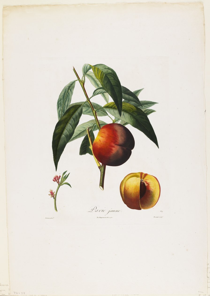黄色のパビア。 （桃）、Traite des Arbres Fruitiers、1807-35（手彩色のスティプル彫刻） 作： ピエール・アントワーヌ・ポワトー