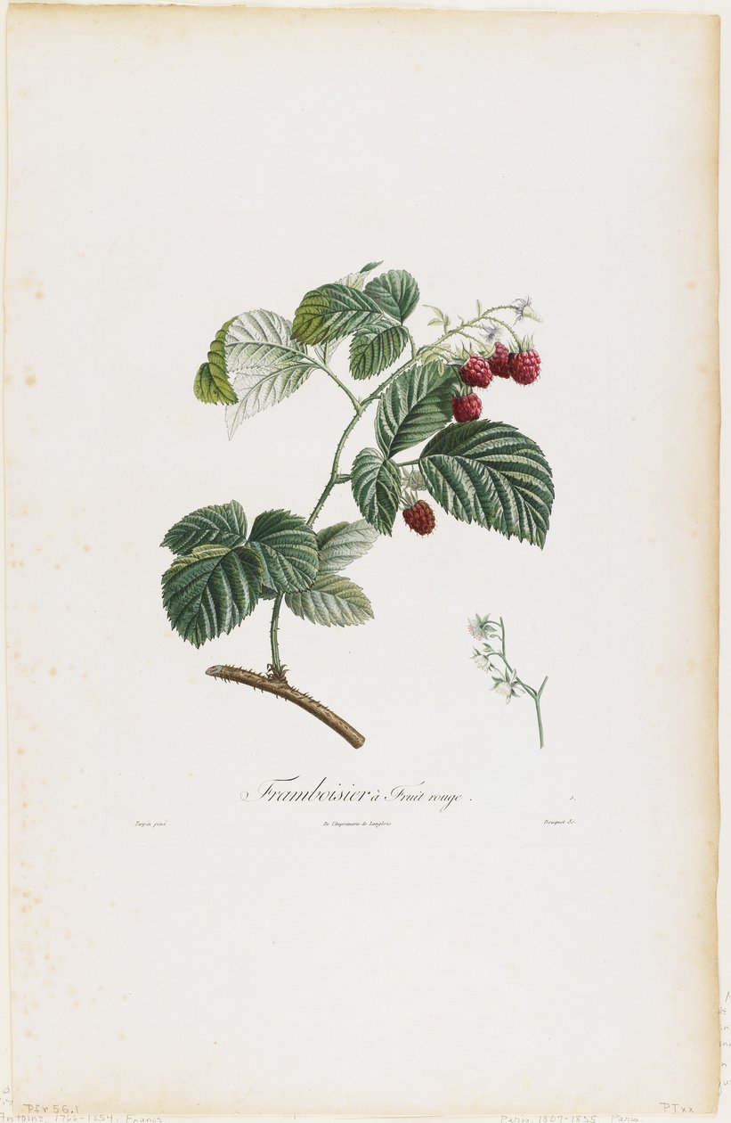 ラズベリー、Traite des Arbres Fruitiers、1807-35（手彩色のスティプル彫刻） 作： ピエールジャンフランソワターピン