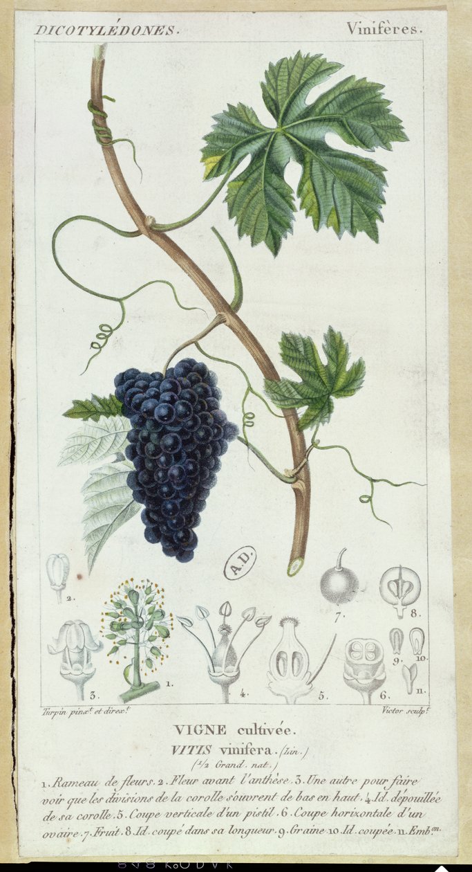 グレープヴァイン（Vitis Vinifera）植物プレート、1820年頃 作： ピエールジャンフランソワターピン